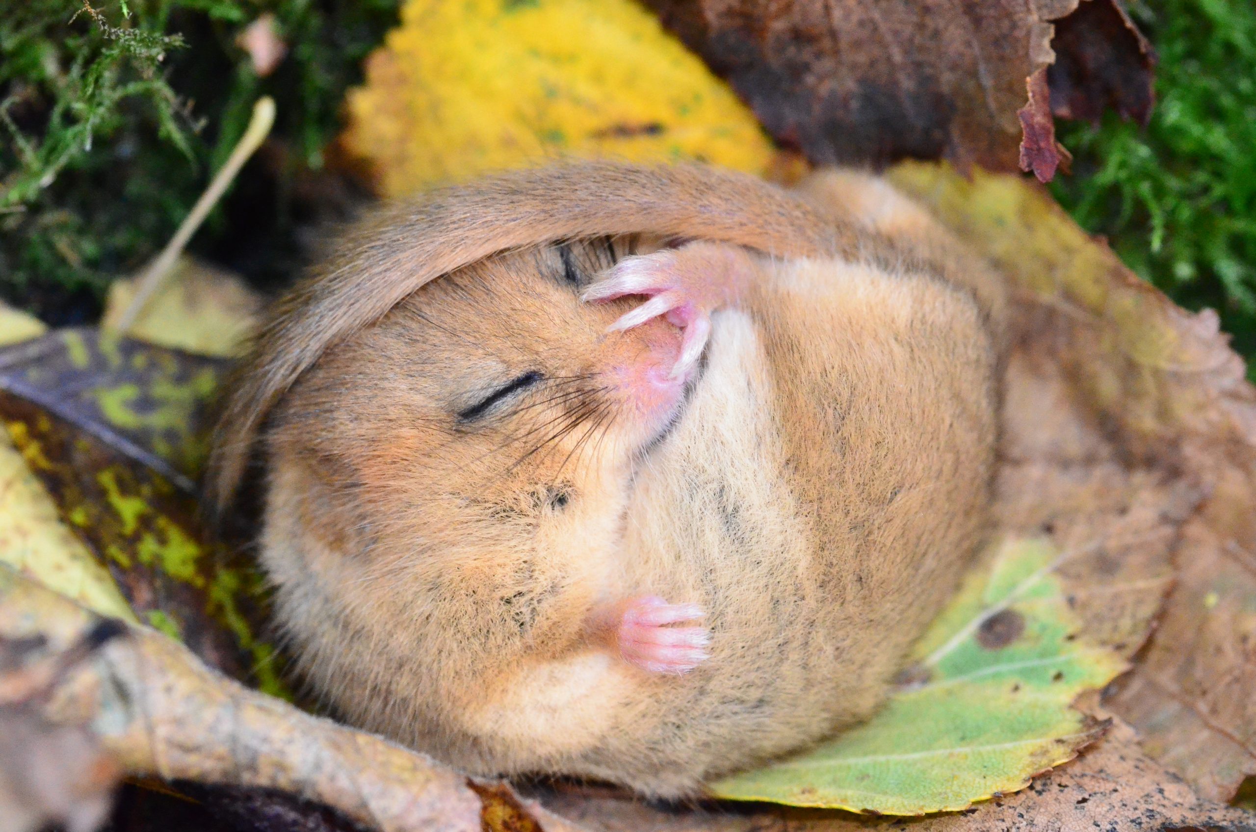 Free Webinar on Dormouse Hibernation