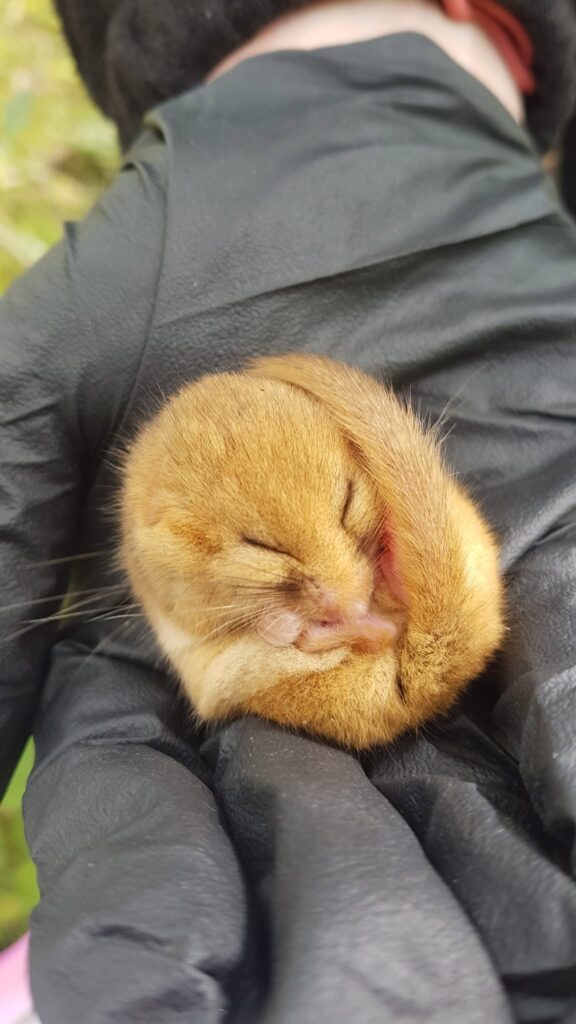 A hazel dormouse curled fast asleep in a cupped hand