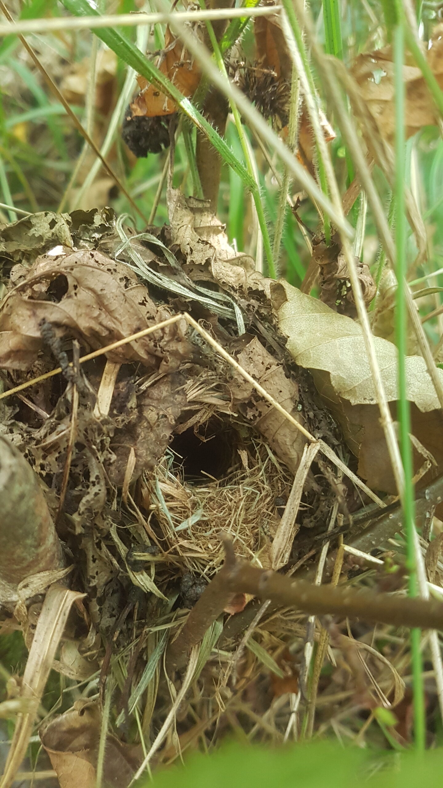 A wild dormouse nest woven from leaves and stripped bark