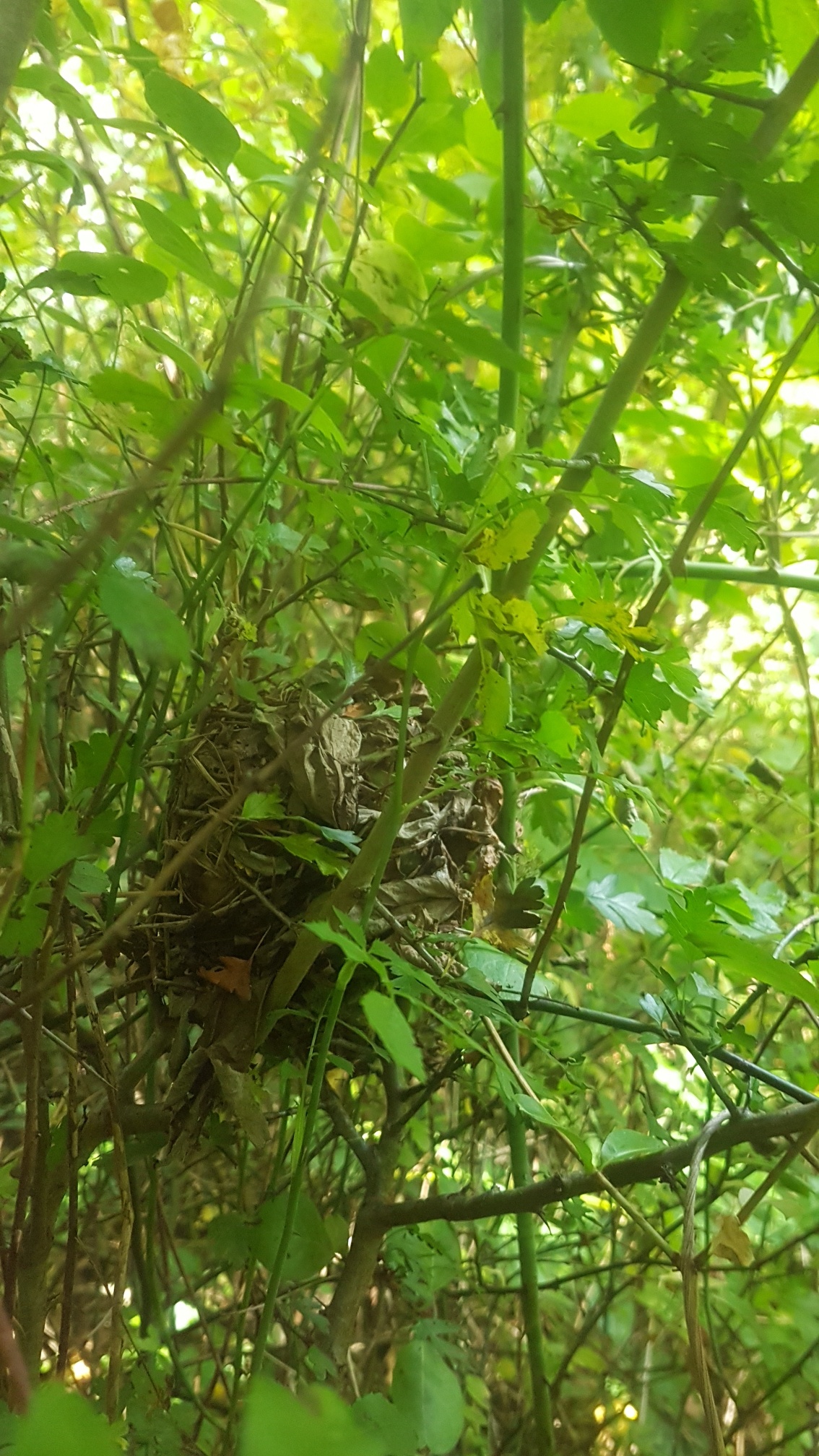 A wild hazel dormouse on a rose stem beside its woven nest