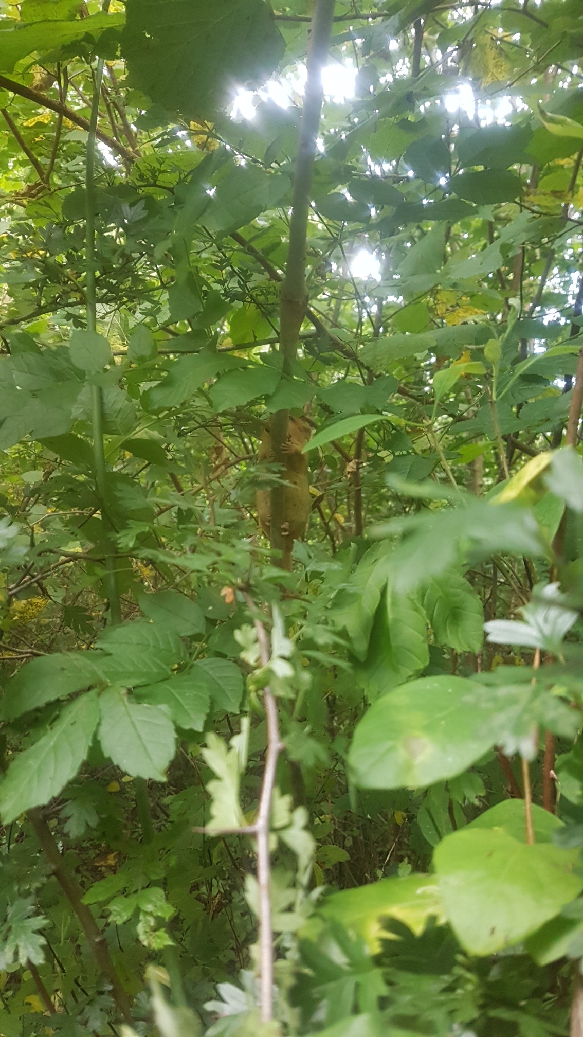 A wild hazel dormouse climbing among rose stems