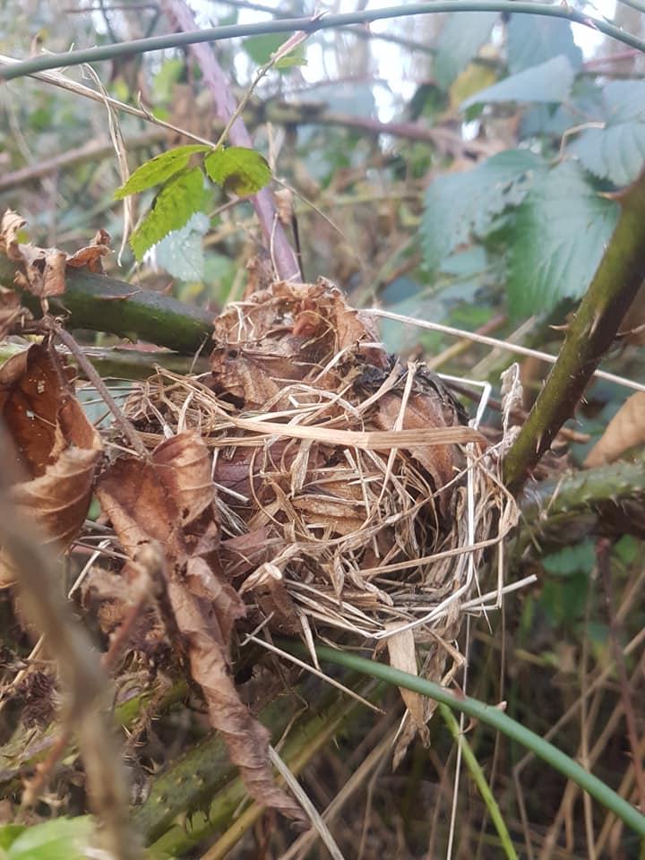 A wild dormouse nest woven from dried grasses