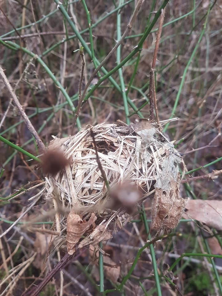 A wild dormouse nest woven from bracken fronds
