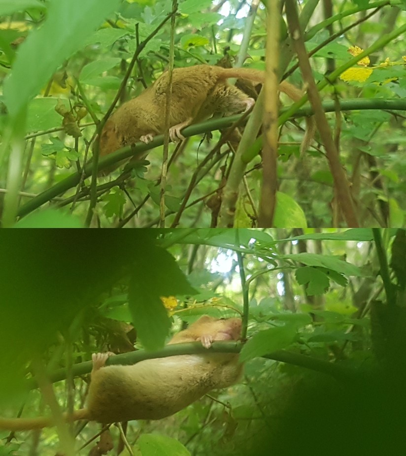 A woven wild dormouse nest hidden in bramble and rose scrub