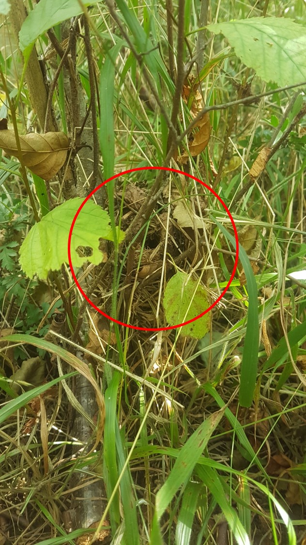 Dormouse Hibernation Webinar